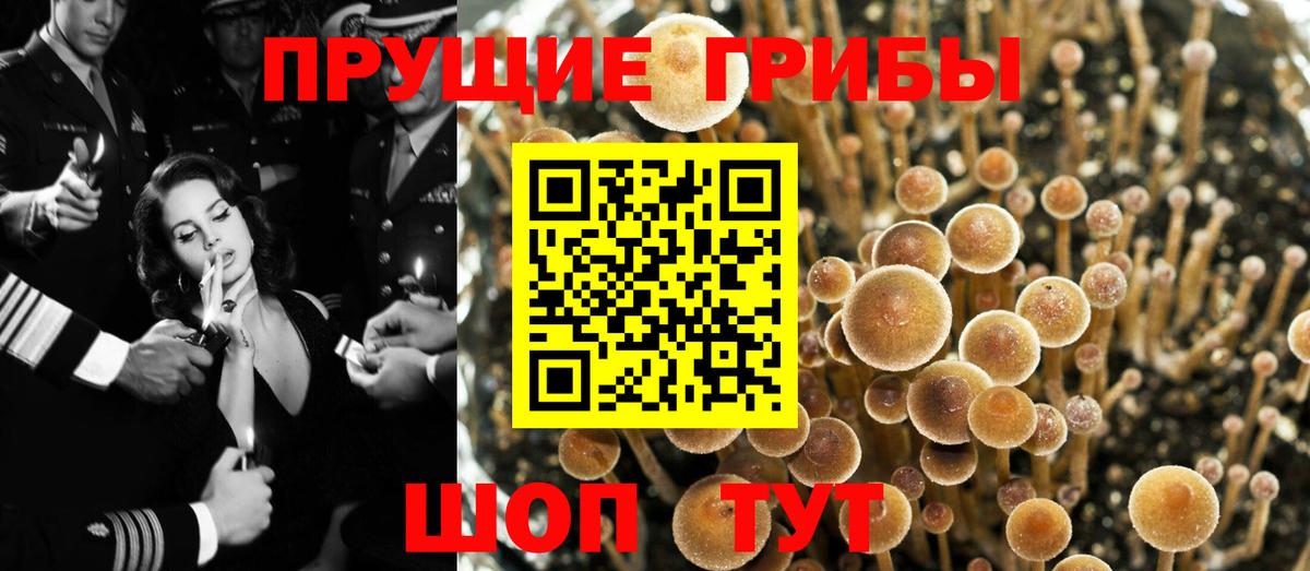 Галлюциногенные грибы Psilocybine cubensis  Псилоцибиновые грибы мухоморы  Новосибирск  Вход с VPN 